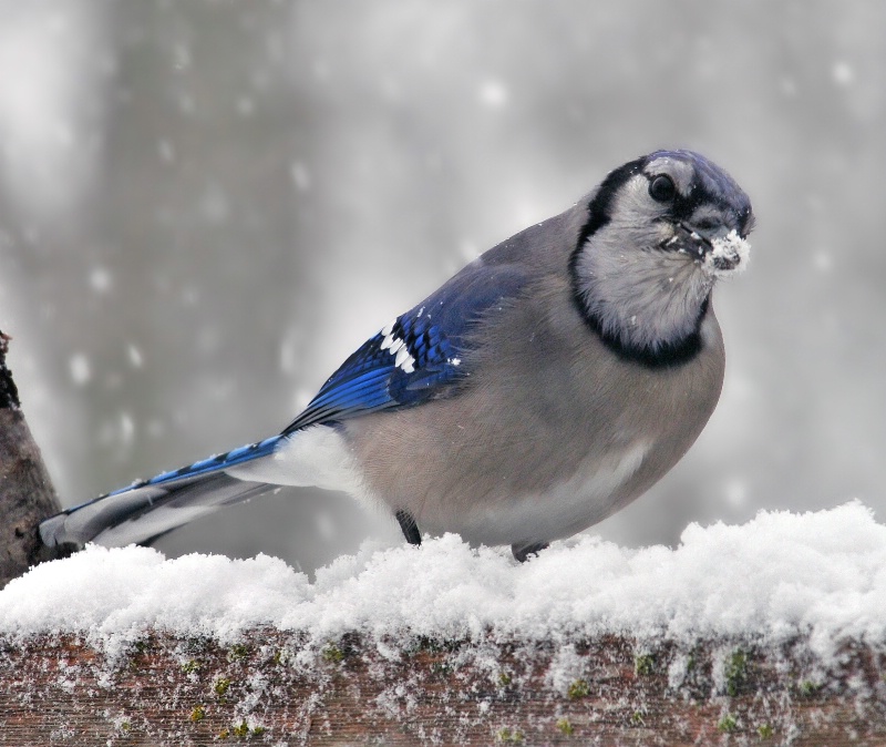 Snow Bird