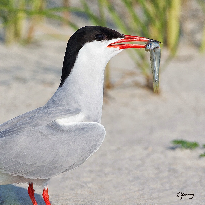 Tern With Fish; Nickerson Beach, NY - ID: 15065953 © Richard S. Young