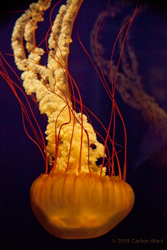 Tennessee Aquarium Jellyfish