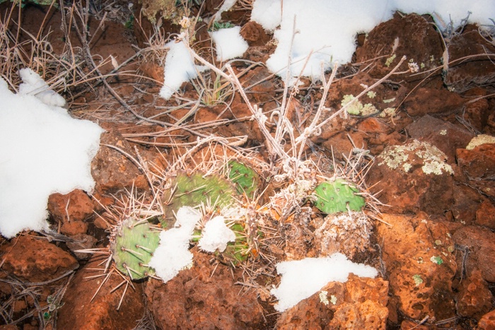 A Prickly Arizona Winter - ID: 15066436 © Yulia Basova