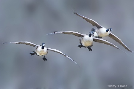 Fat Boys Coming in for a Landing