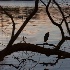 2Birds in Balmy Winter - ID: 15066855 © Ilir Dugolli