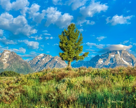 Lone Tree Meadow