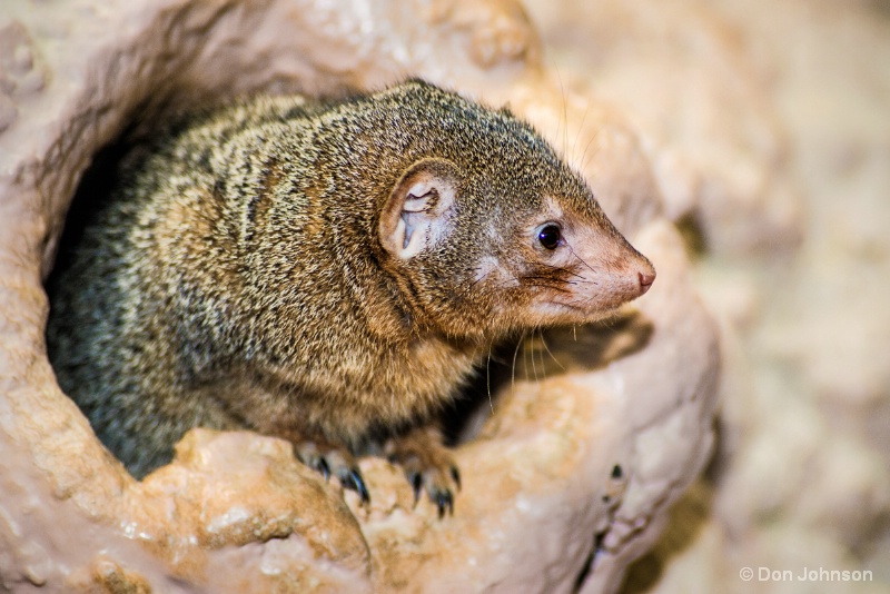 Dwarf Mongoose Profile