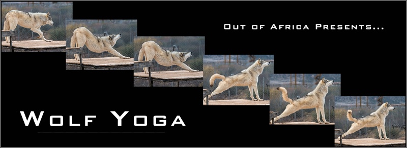 Composite of Wolf Stretching