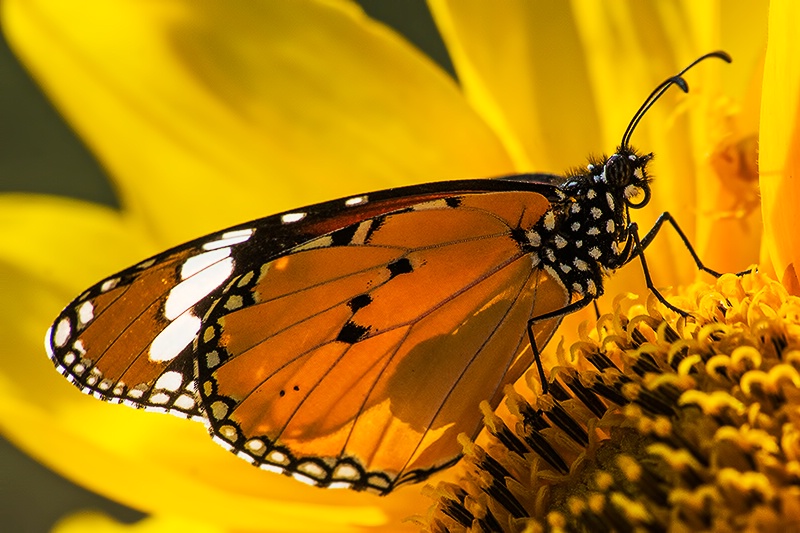 Monarch & the Sunflower