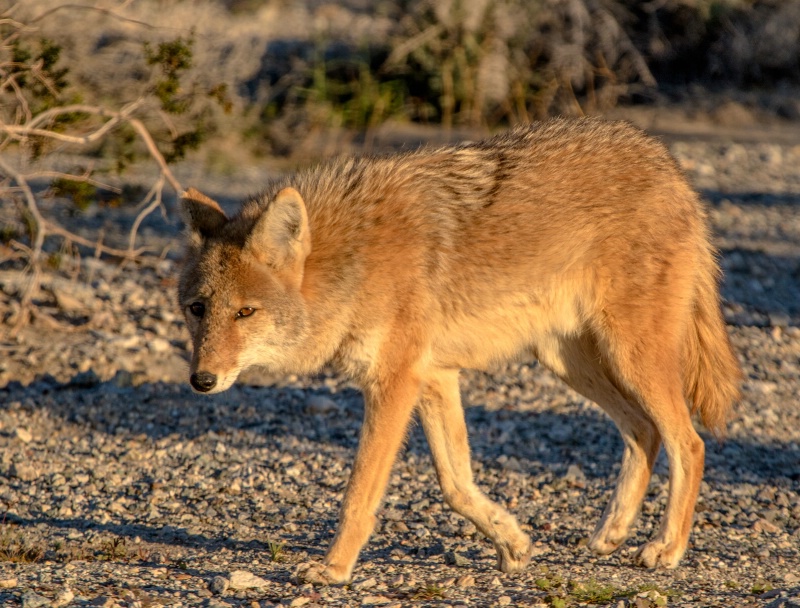 "Wiley E Coyote"