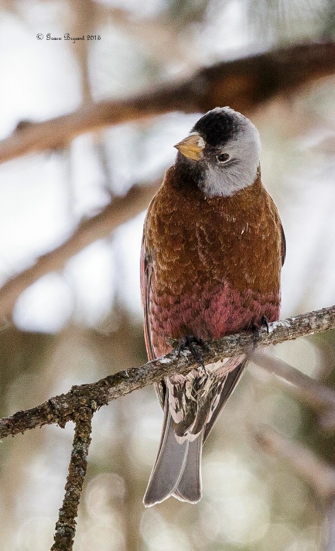 Grey-crowned Rosy Finch