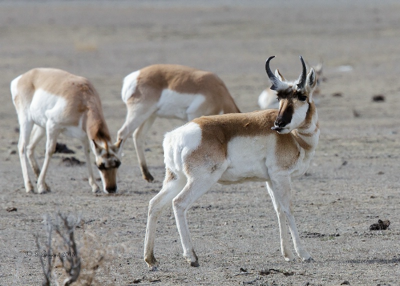 Prong-horned Antelope