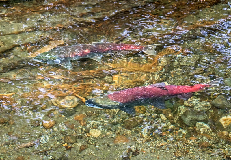 Sockeye Salmon Swimming Upstream