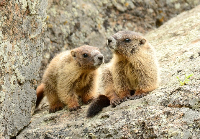 Marmot pups