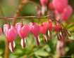 Bleeding Hearts