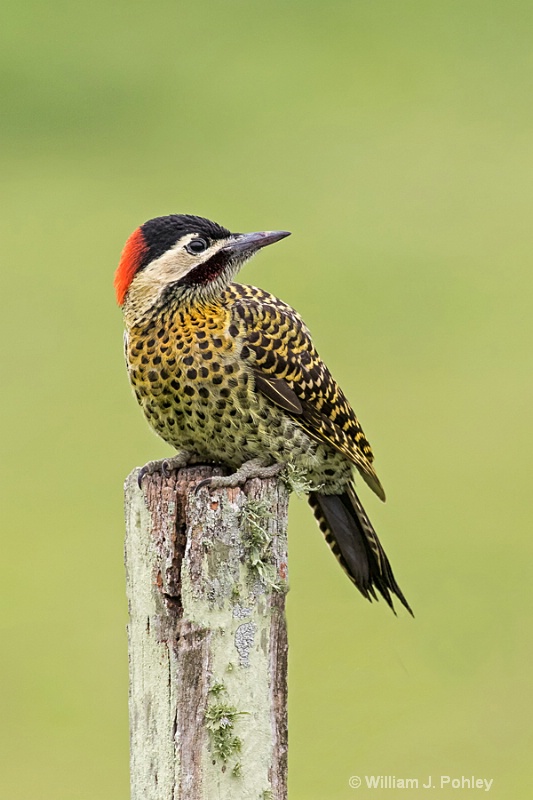 Green-barred Woodpecker, Colaptes melanochloros - ID: 15067772 © William J. Pohley