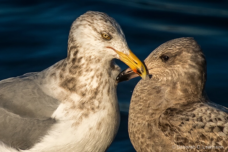 Love Birds