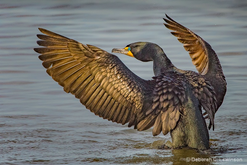 Double Crested Cormorant