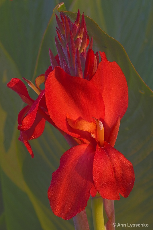 Red Canna