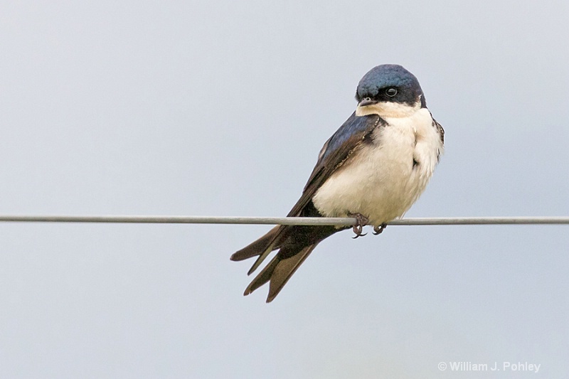 Blue and White Swallow, Notiochelidon cyanoleuca - ID: 15067825 © William J. Pohley
