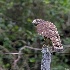 © William J. Pohley PhotoID # 15067839: Roadside Hawk, Rupornis magnirostris