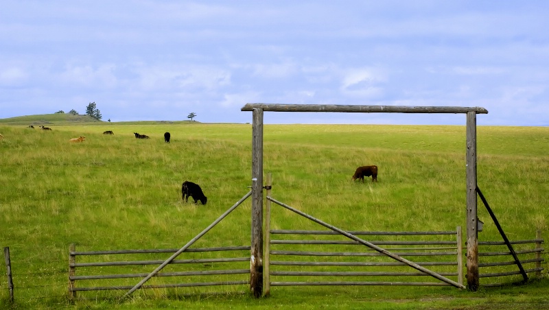 Cattle at the Gate 