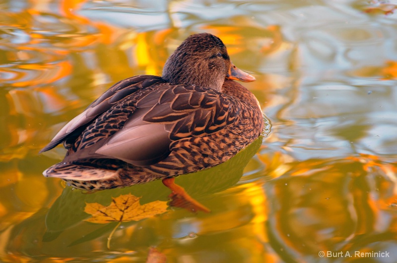 Duck in Autumn