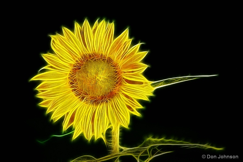 Artistic Sunflower in the Sun