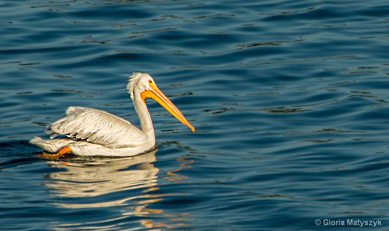 White Pelican - Treasure Island, FL
