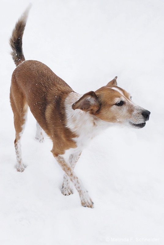 A Walk in the Snow