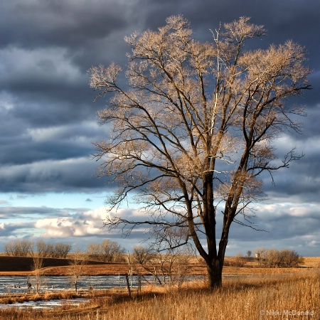 Tree At Walnut Creek Lake