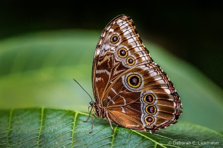 Gotta Love Butterflies!