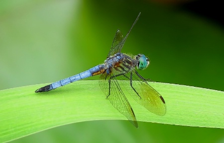 pondside predator 