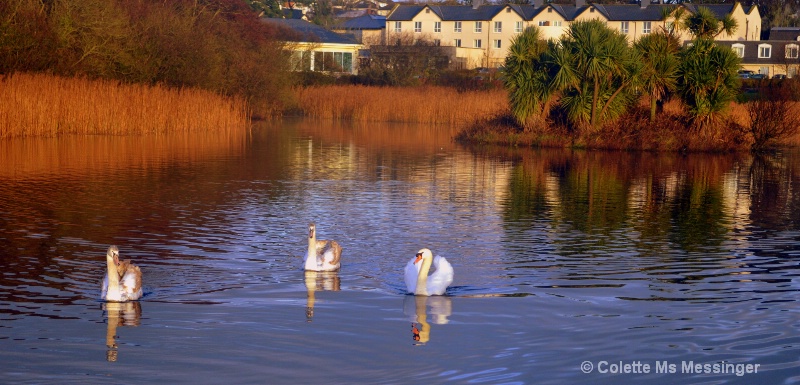 swans on lake 15