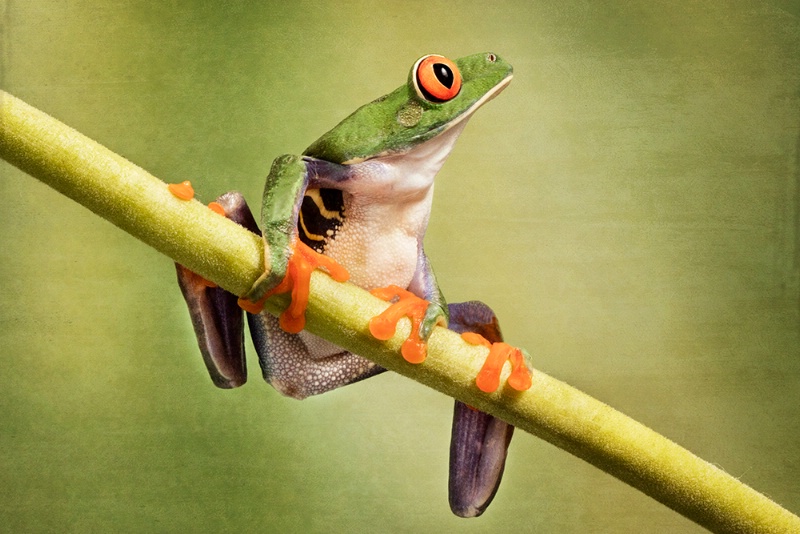 Red Eyed Tree Frog