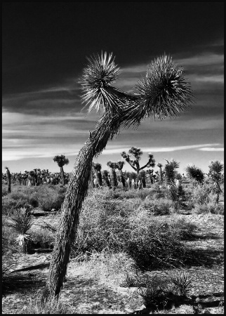 Mojave Desert