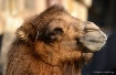Cute Camel