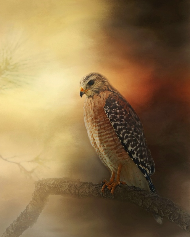 Red-Shouldered Hawk