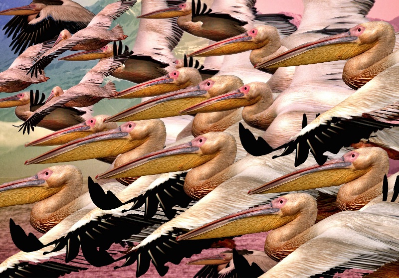 Maurauding Flock O'Pelicans