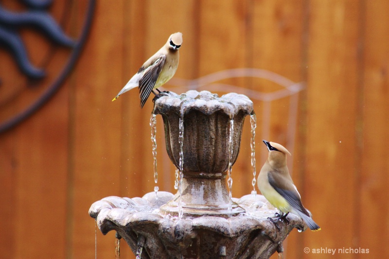 Birds on a fountain