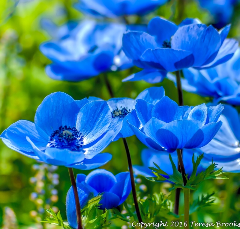 Poppies