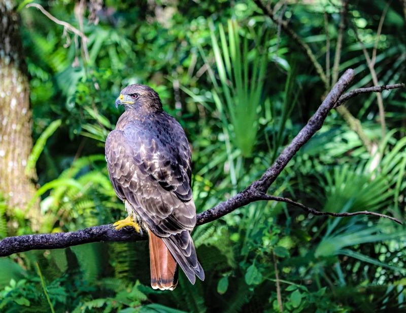 Red-tail Hawk