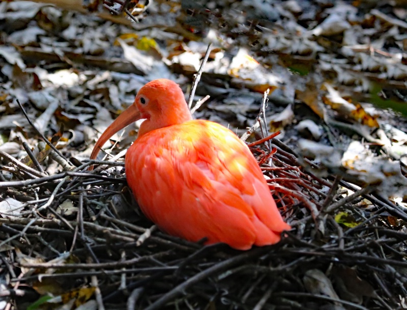 Scarlet Ibis (nesting) 