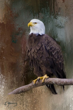 Eagle; Norfolk Botanical Garden; Virginia