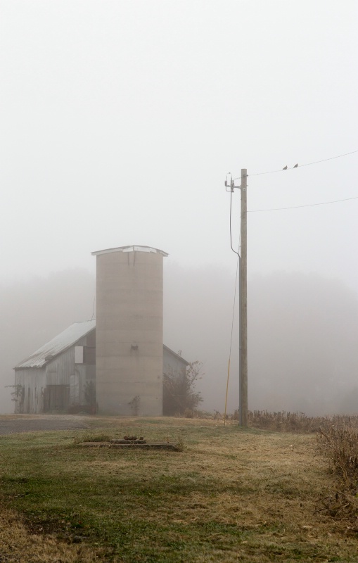 Fog on the farm