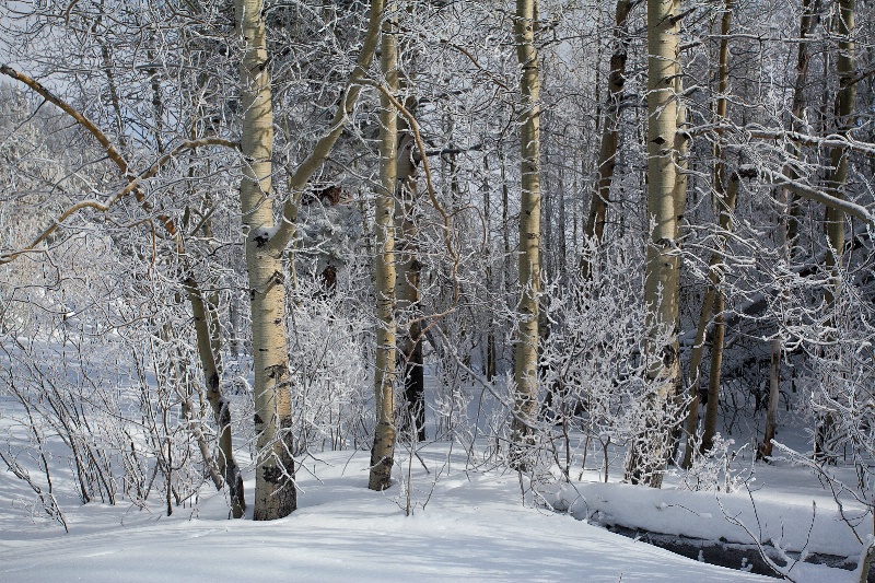 Winter Aspens