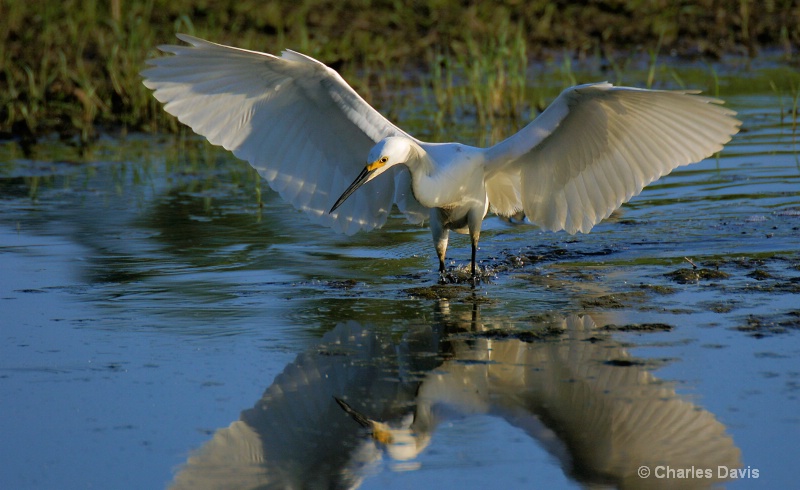 Snowy Egret