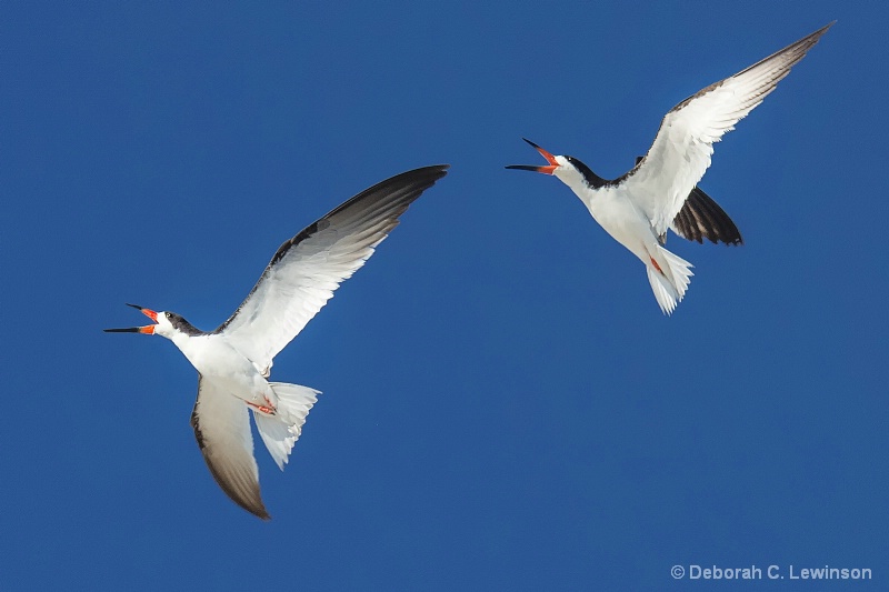 Skimmer Flight