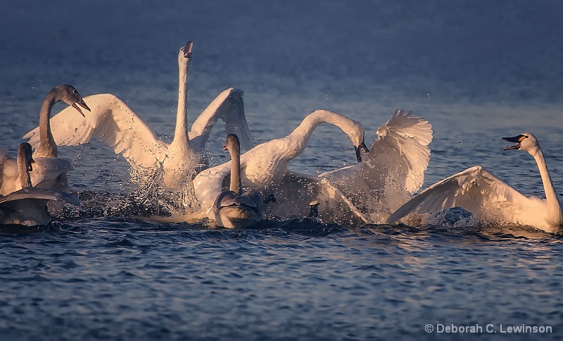 Tundra Swans Family Fun