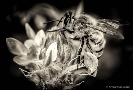 Bee Colorless