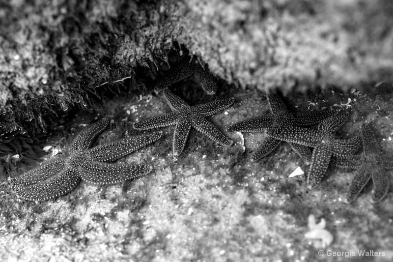 Stars of the Sea Sleep in the Sand