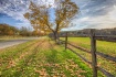 Tree Along the Ro...