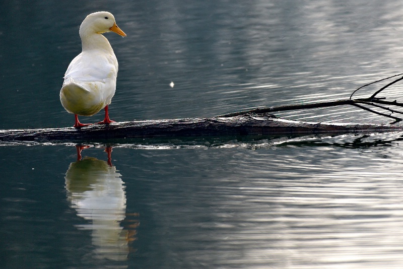 Mandarino Lake